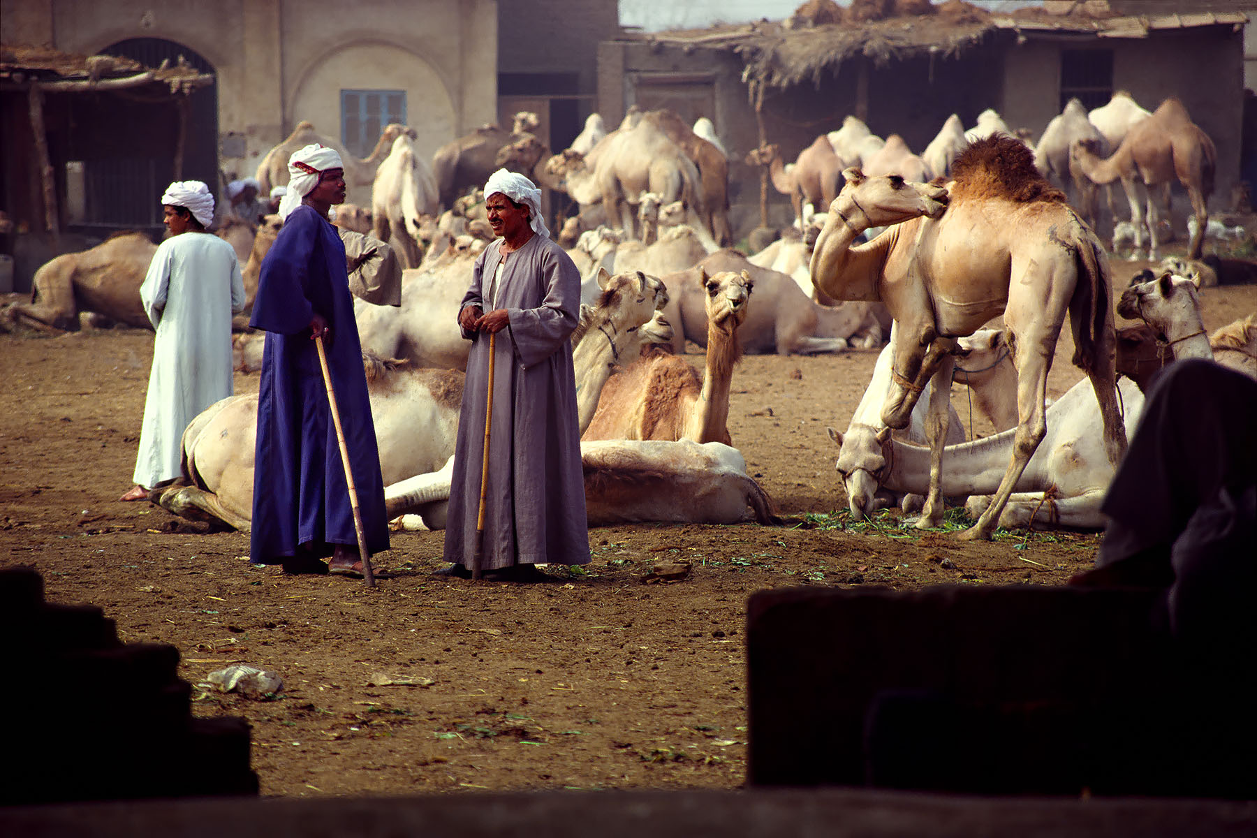 D35 0130 Camel Market